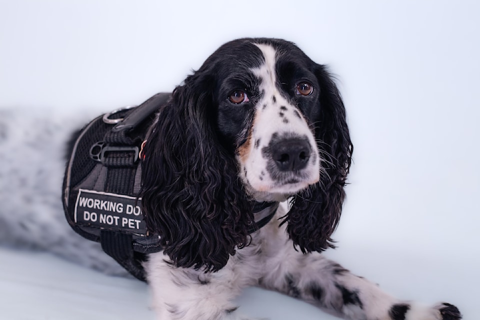 Heidi Wilson and her canine companion tackle the nasty case of bed bugs.