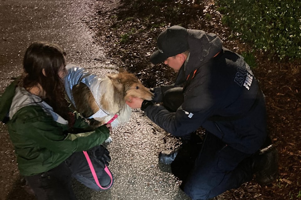 Firefighters rescue Cassie, a six-year-old dog who fell into the 'cold waters of the Gorge' on Friday, Feb. 21. 
