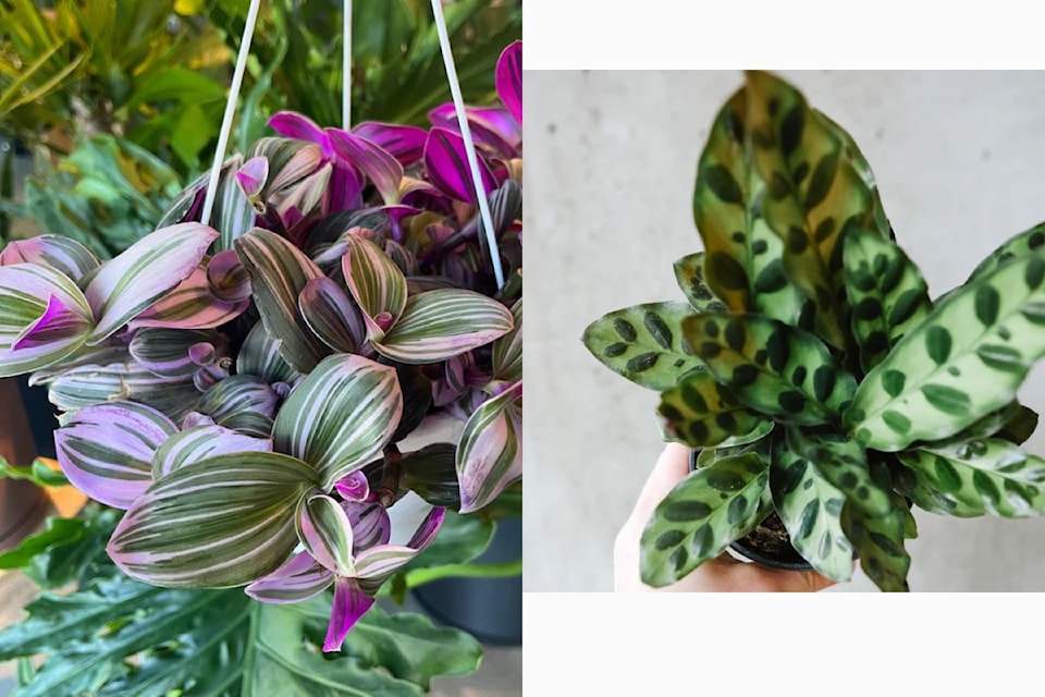 Tradescantia Nanouk (left) and the prayer plant are two Valentine's recommendations from VI Plant Shop.