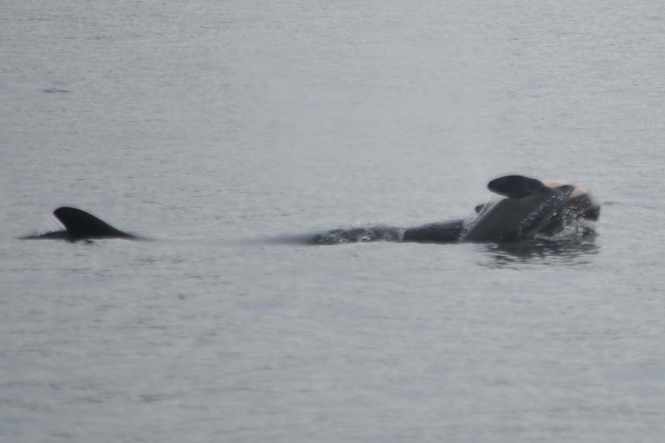 Southern Resident killer whale J35 (also called Tahlequah), was observed on Jan. 1 carrying a newly dead newborn calf. 
