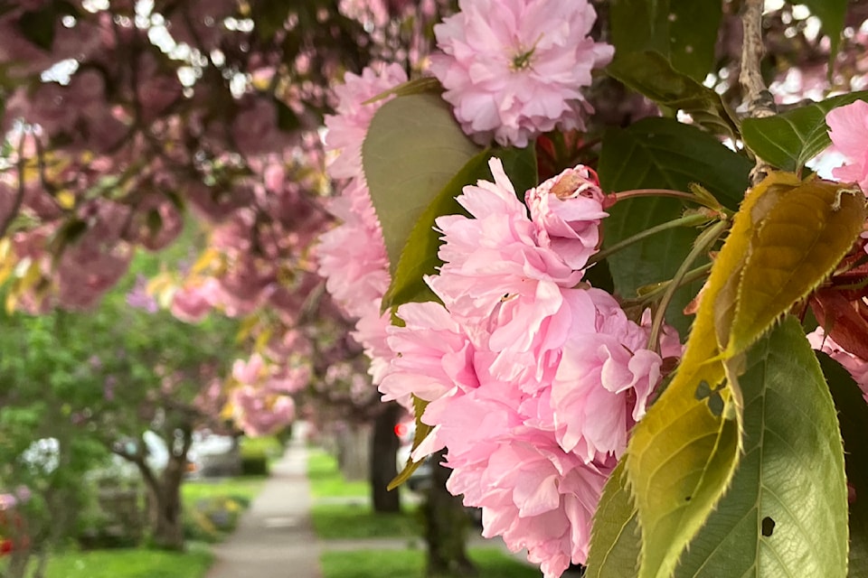 cherryblossomvictoria
