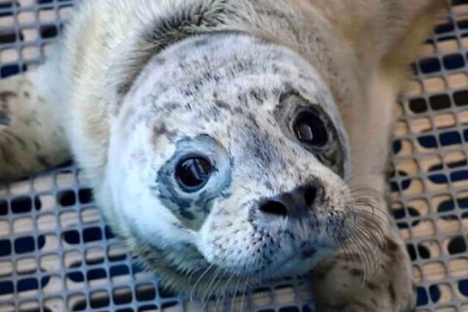 250714rescuedsealsooke