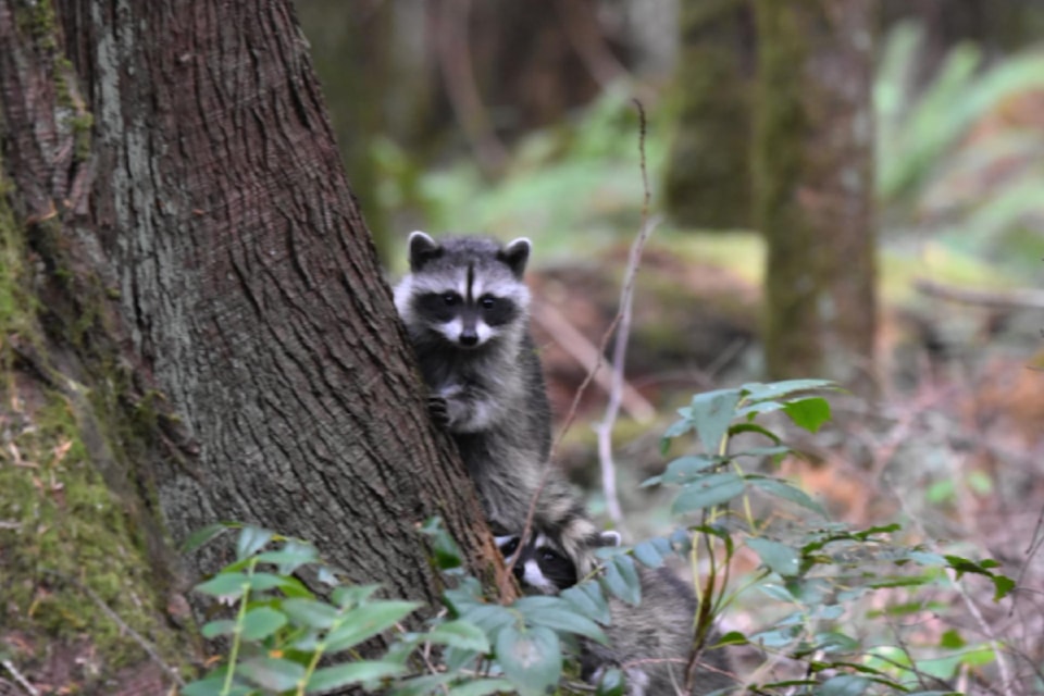 Two young raccoons playing in the forest, shot by Sandra Bowie (Sooke).
