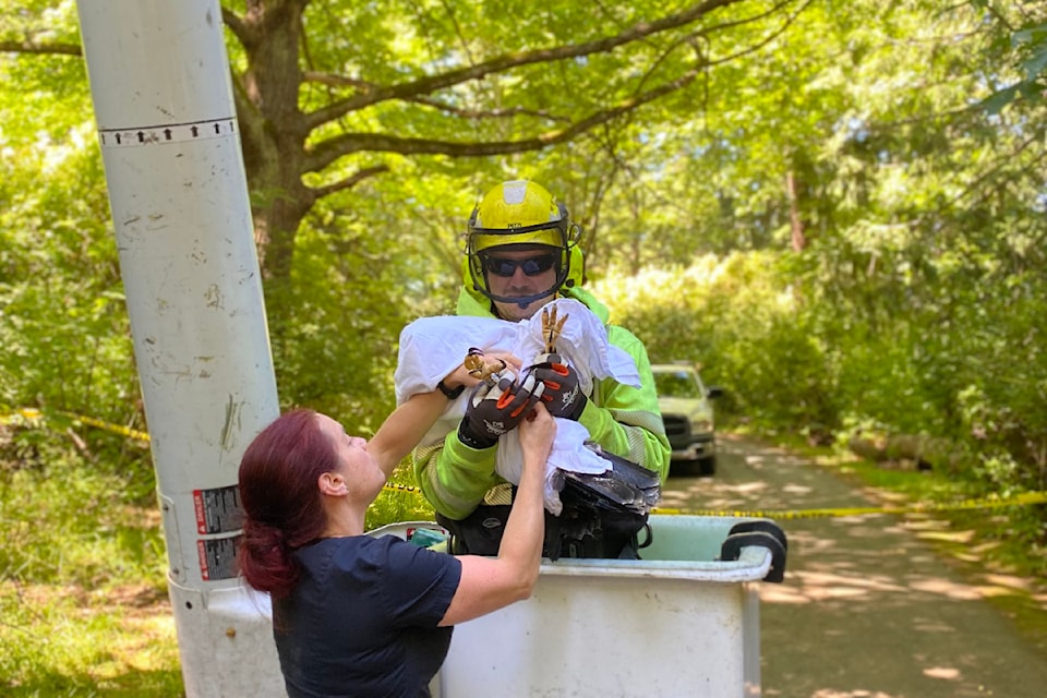 City of Victoria crews work with the BC SPCA Wild Animal Rehabilitation Centre based in Metchosin, to rescue a baby eagle found on the ground in Beacon Hill Park.
