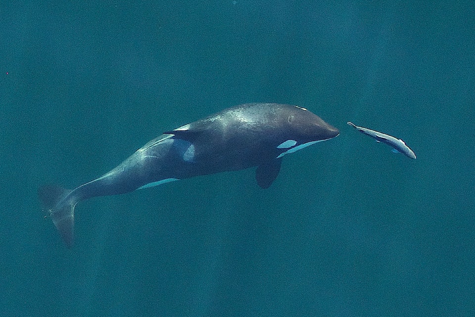 photo-4-l121-srkw-with-fish-2017-09-11-16-19-32-credit-noaa-ocean-wise
