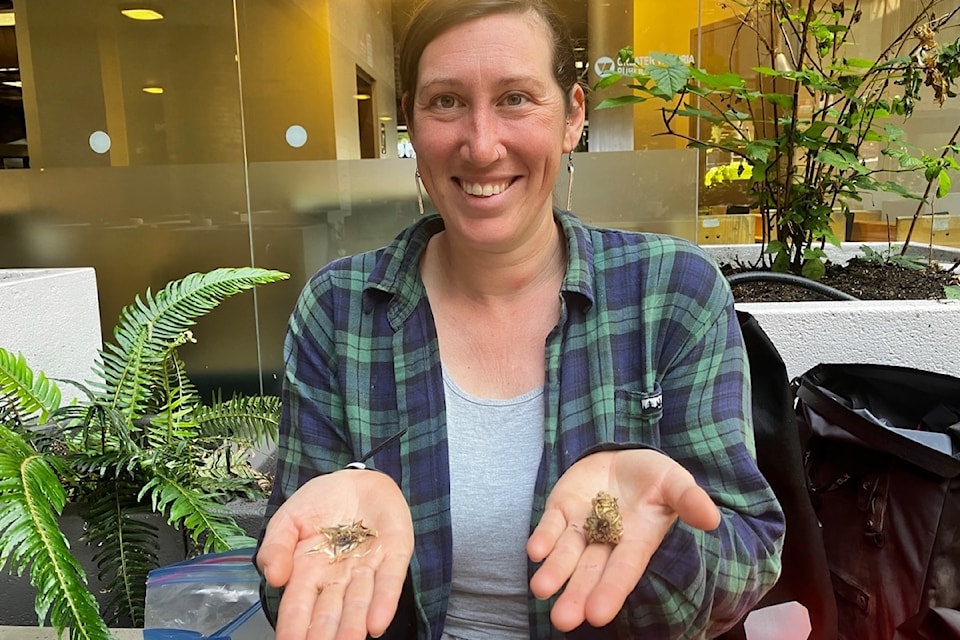 Alex McCardle, of LifeCycles showcases some of the seeds that will be available once the new open-access seed library opens in the Central Branch of the Greater Victoria Public Library. 