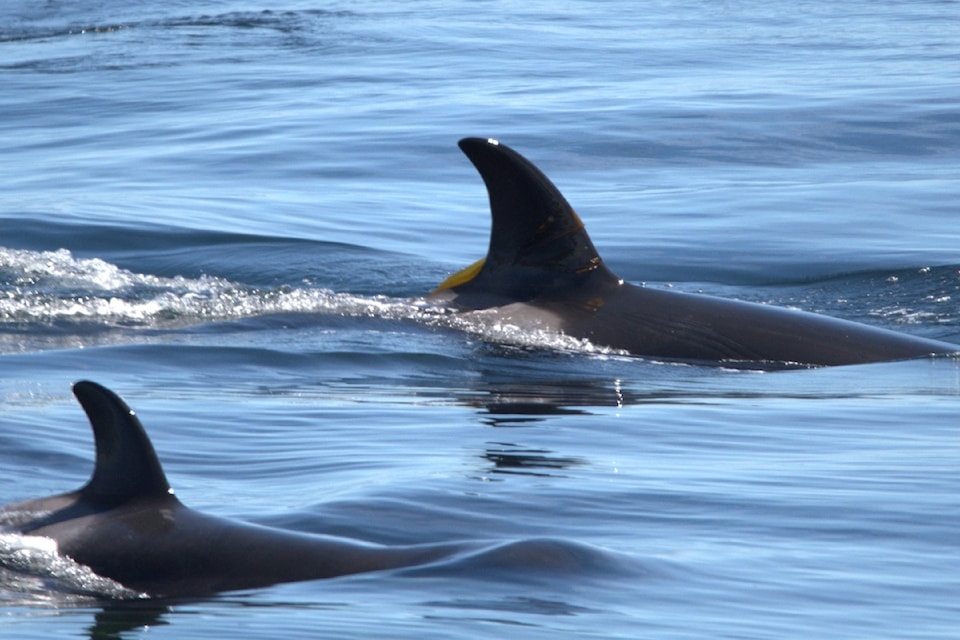 250624biggaywhalewatch2