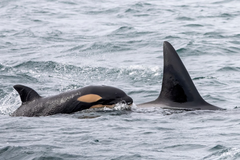 A new calf surfaces beside T046B3 Sedna.