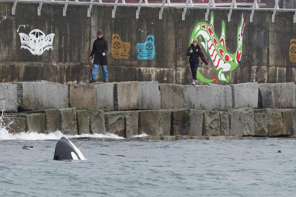 A transient Bigg's killer whale 'spyhops' at the Ogden Point breakwater on March 12.