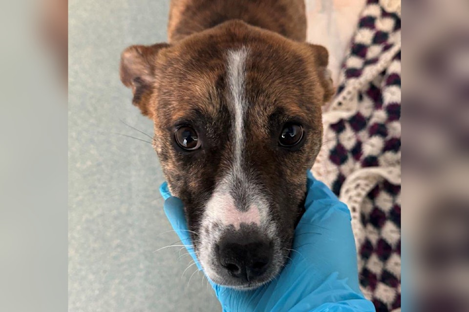 “Taking care of a mom and her six puppies is a lot of work, ensuring they get everything they need to grow up to be healthy and well socialized dogs," says the BC SPCA.