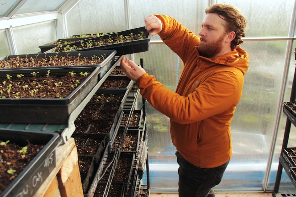 Alistair Howes with FED Urban Agriculture thins seedlings in the organization's Vic West garden.