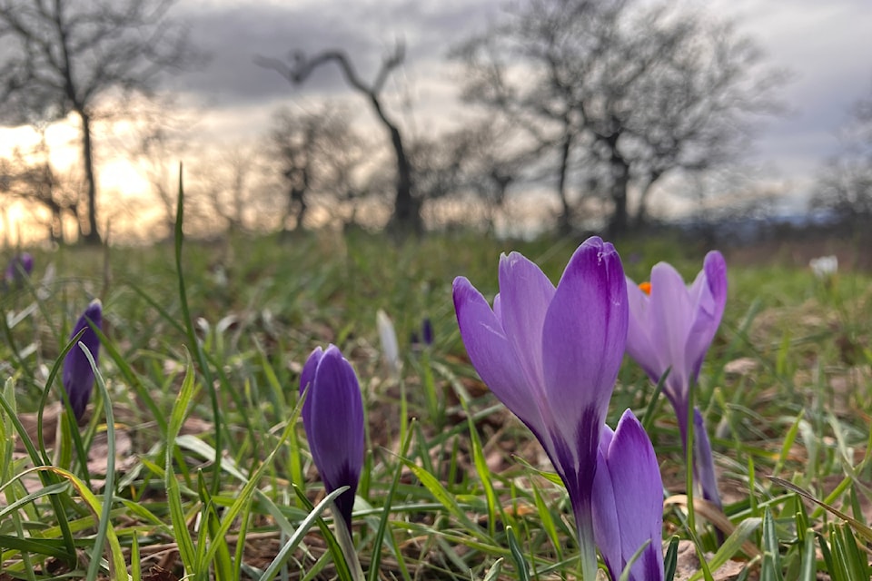 Flowers bloom in the Garry oak meadow of Summit Park in Victoria.
