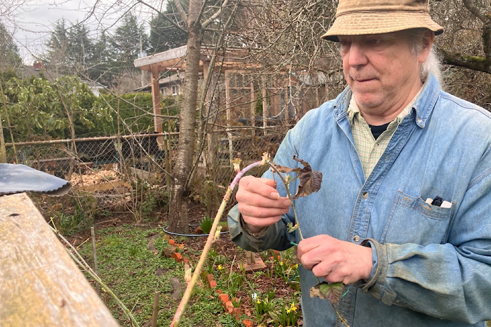 James Vitti works in the Victoria-owned lot that grows community in a variety of ways on Garden Street.