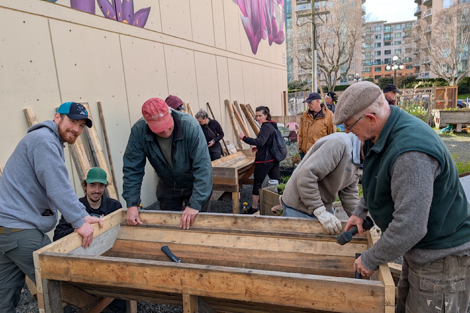  ReWood installs new garden boxes – of repurposed wood – in Victoria’s Yates Street Community Garden on March 22. 
