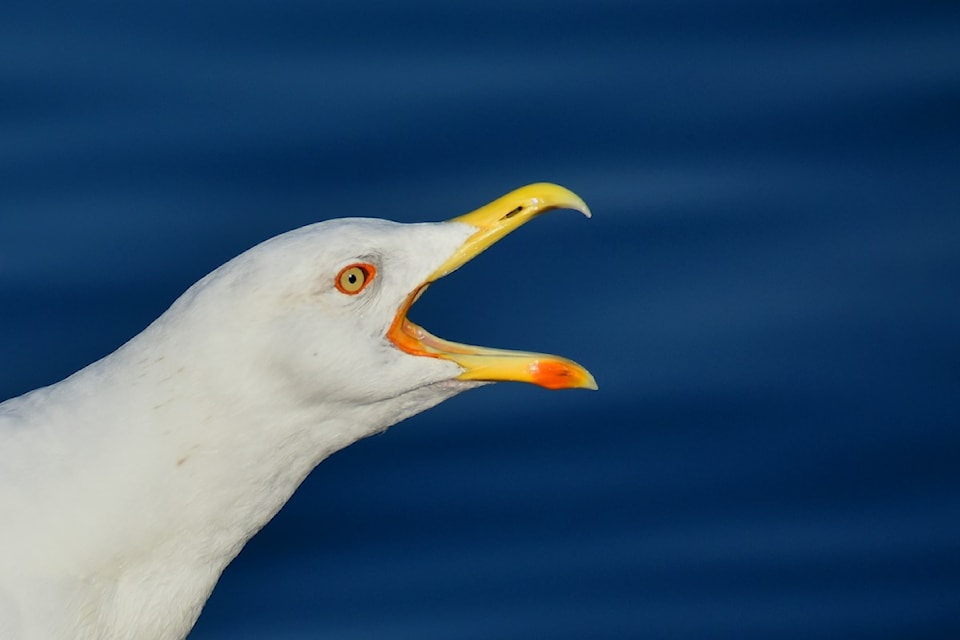 250504athanasios-papazacharias-p-xxsvp4fbk-unsplash