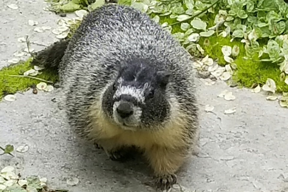 Fairmont Empress Hotel gardener Alex Buck says resident yellow-bellied marmot Roger is the unofficial boss of his team.