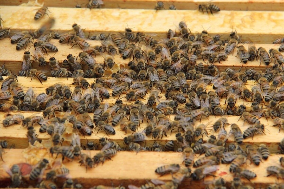 Greater Victoria beekeepers are at the ready to return bees to a hive when found in a swarm on city streets or random yards. 