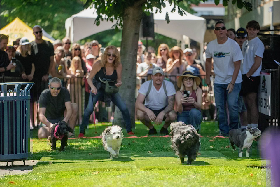 The Cook Street Village Block Party returns to Victoria streets June 8. 