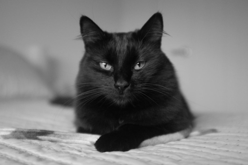 Fernwood is set to host its first-ever Cat Walk on Saturday, May 31, transforming the Victoria neighbourhood into a feline-themed walking tour.