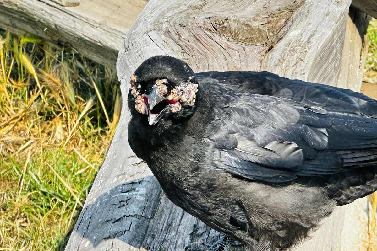 No 'caws' for alarm: Crusty-faced crows have B.C. wildlife fans flapping