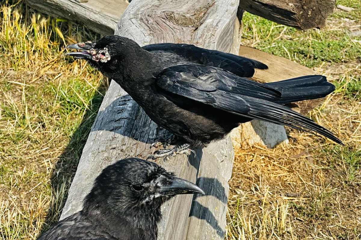 250910dallasroadcrows2