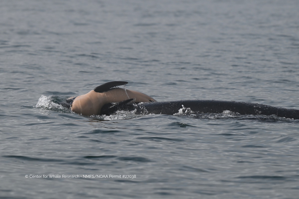 250914southernresidentcalfdies