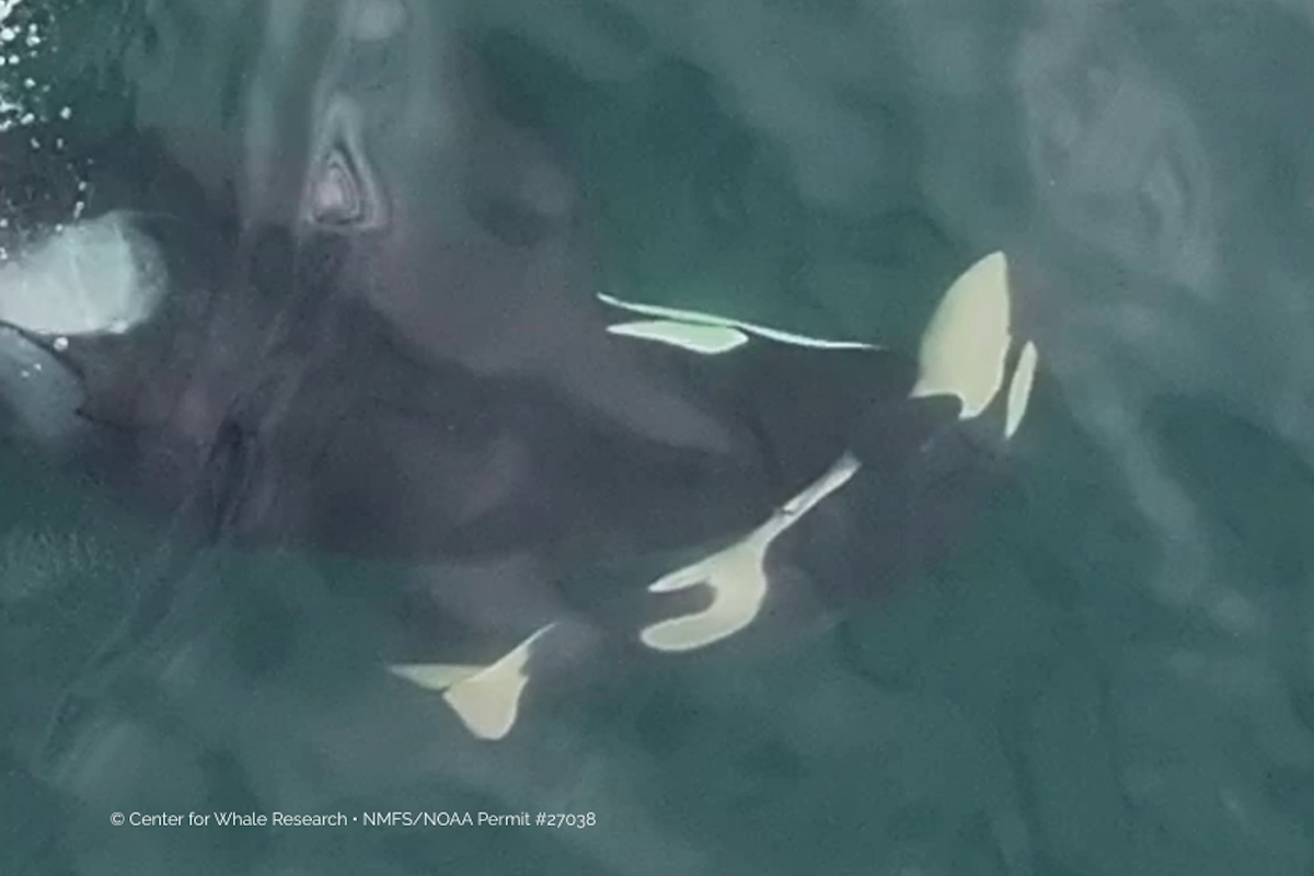 Dead calf pushed by orca mom brings heartbreak for B.C. endangered whales