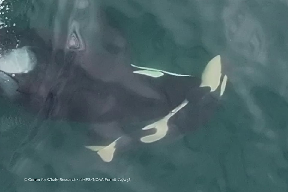 250914southernresidentcalfdies2