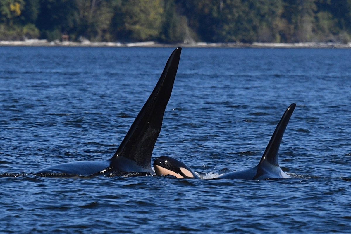 VIDEO: B.C. orcas welcome new calf, microphone captures newborn's 'first words'