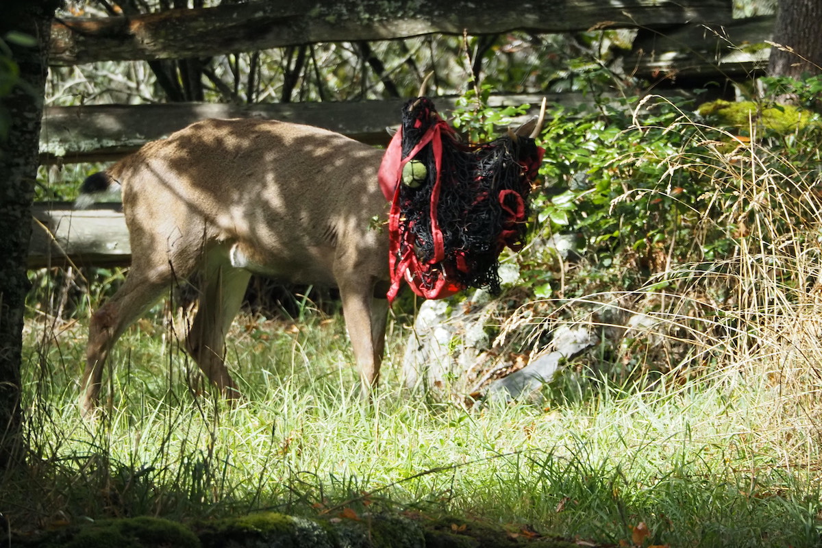 VIDEO: Tangled tale: Victoria rallies to help deer caught in sports net