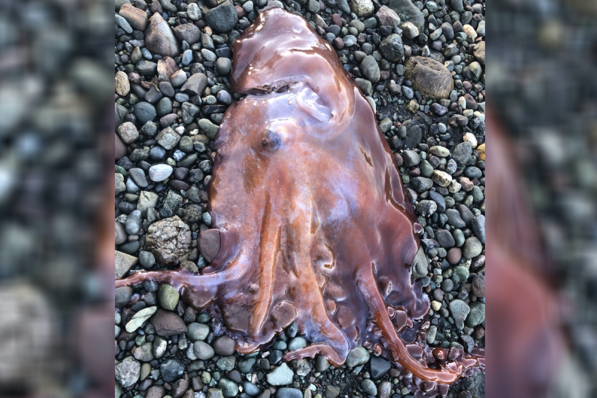 Right place, right tide: Rare 7-armed deep-sea octopus found on B.C. beach