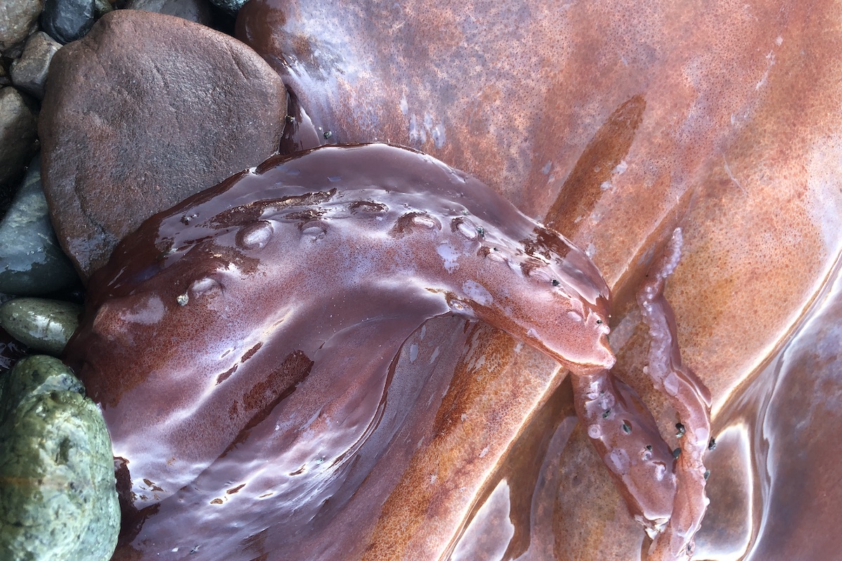 250930penderoctopus2