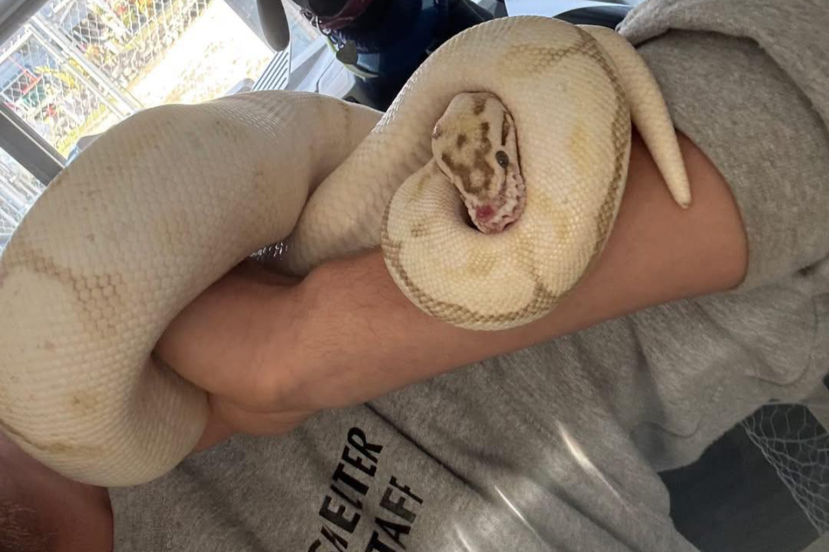 Abandoned Vancouver Island ball python Ivory embarks on new life as an educator