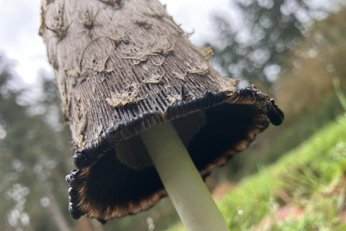 Warmer, wetter than usual fall for coastal B.C.: Environment Canada