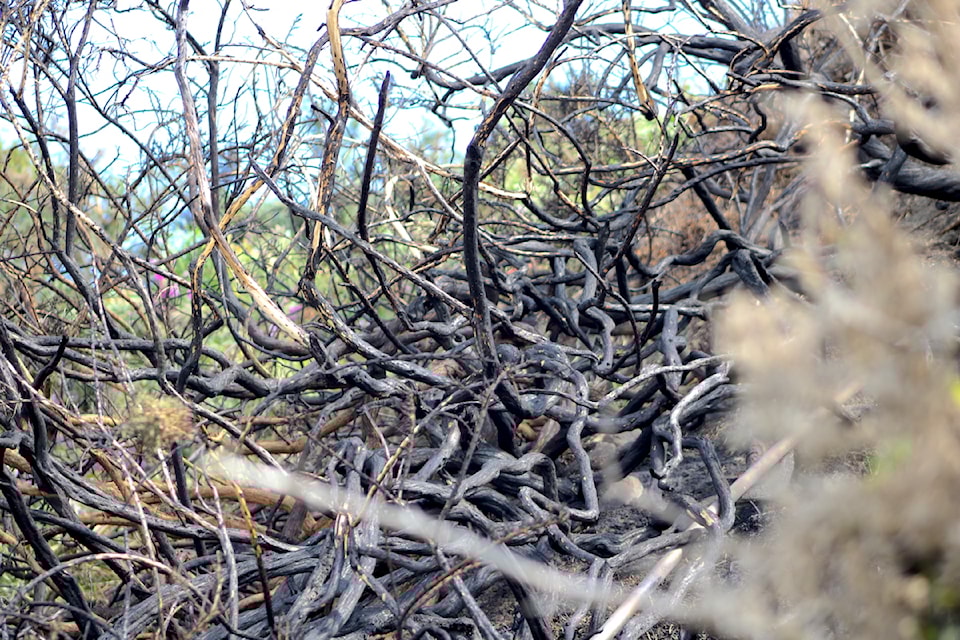A fire scorched parts of the Dallas Road bluffs and beach on the morning of July 25. 