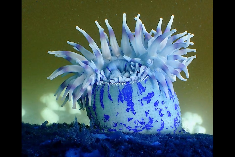 An anemone, an example of marine invertebrates that live in Vancouver Island waters.