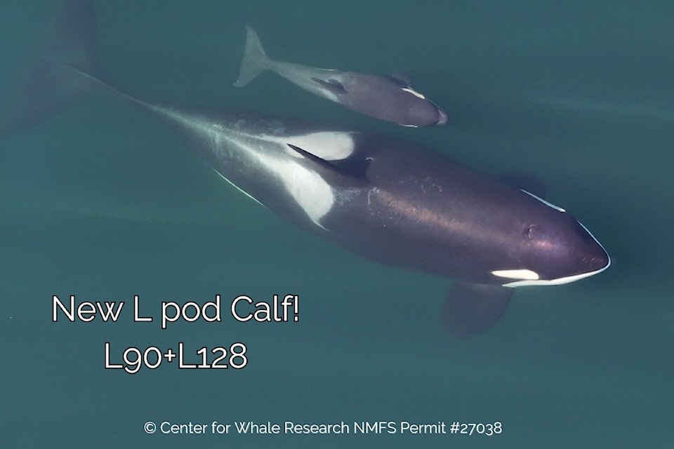 The Centre for Whale Research identified a new Southern Resident killer whale calf around Sept. 16 near Vancouver Island.