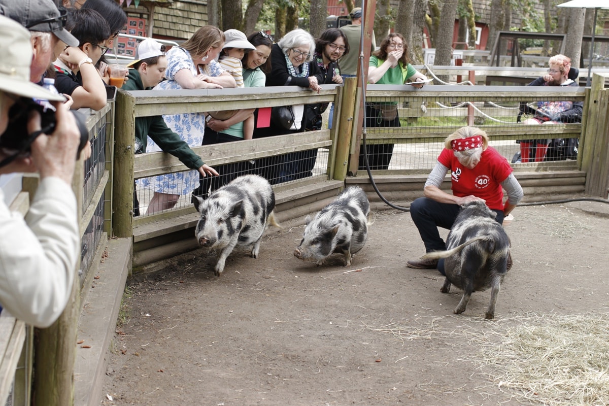 Victoria's Beacon Hill Children's Farm celebrates four decades