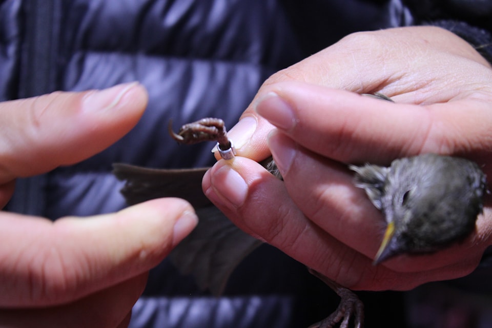 A bird gets banded after a record of its weight, fat scores, wings and tail measurements, eye colour are entered into a database.