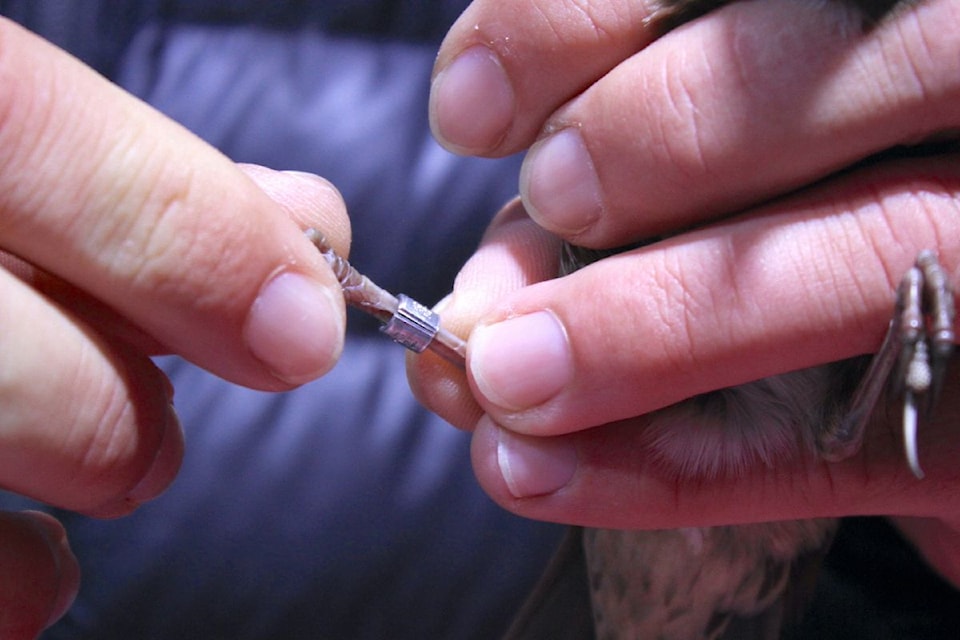 bird-banding-up-close