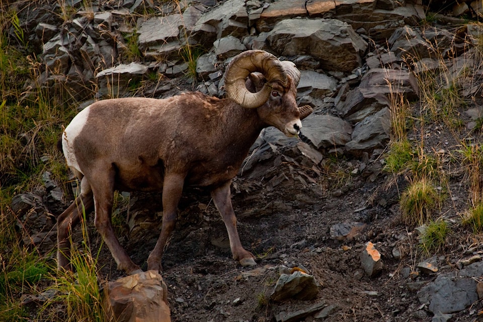web1_230630-bpd-radium-hot-springs-sheep_1