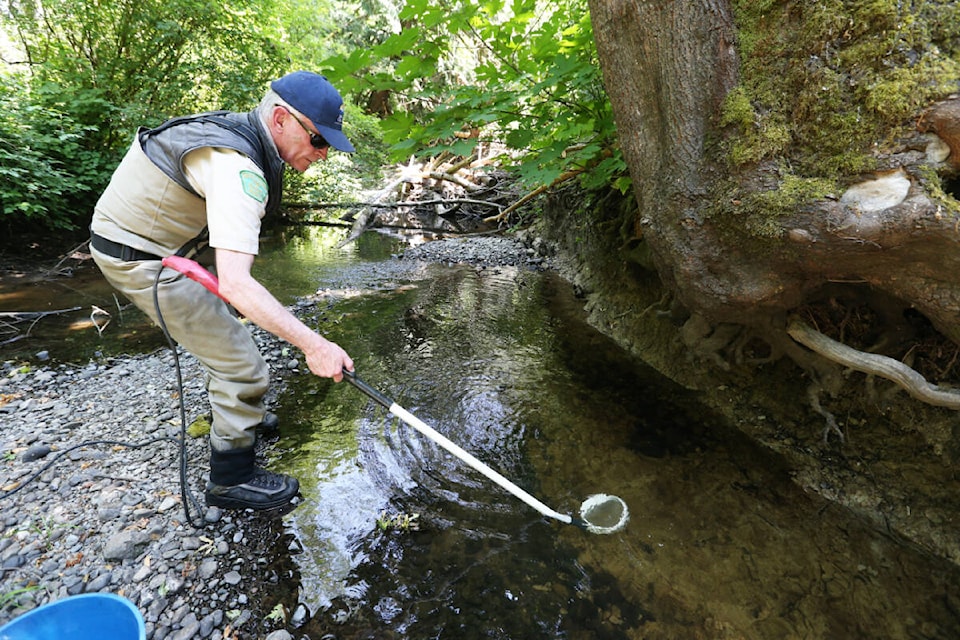 Ron Ptolemy, rivers biologist with the Ministry of Water, Land and Resource Stewardship, uses an elector fisher to capture sample coastal cutthroat trout from the Bilston Watershed during a day of population, water level and genetic testing by the province and Bilston Watershed Habitat Protection Association Wednesday, July 5. (Justin Samanski-Langille/News Staff) 