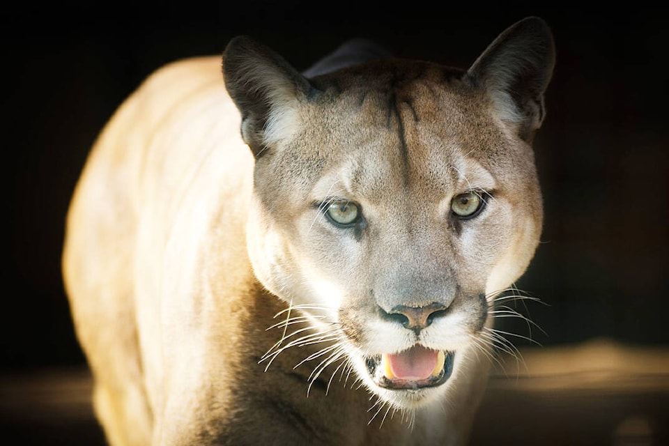 web1_230711-sne-cougarsighting-pixabay_1
