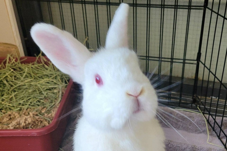 web1_230713-pan-bunanza-at-bcspca_4