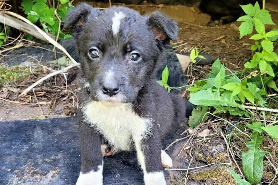 web1_230720-pru-puppies-surrendered-to-spca_3