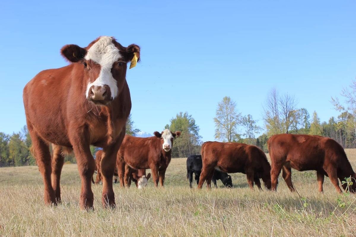 B.C. farmers facing feed, hay shortages amid drought, wildfires