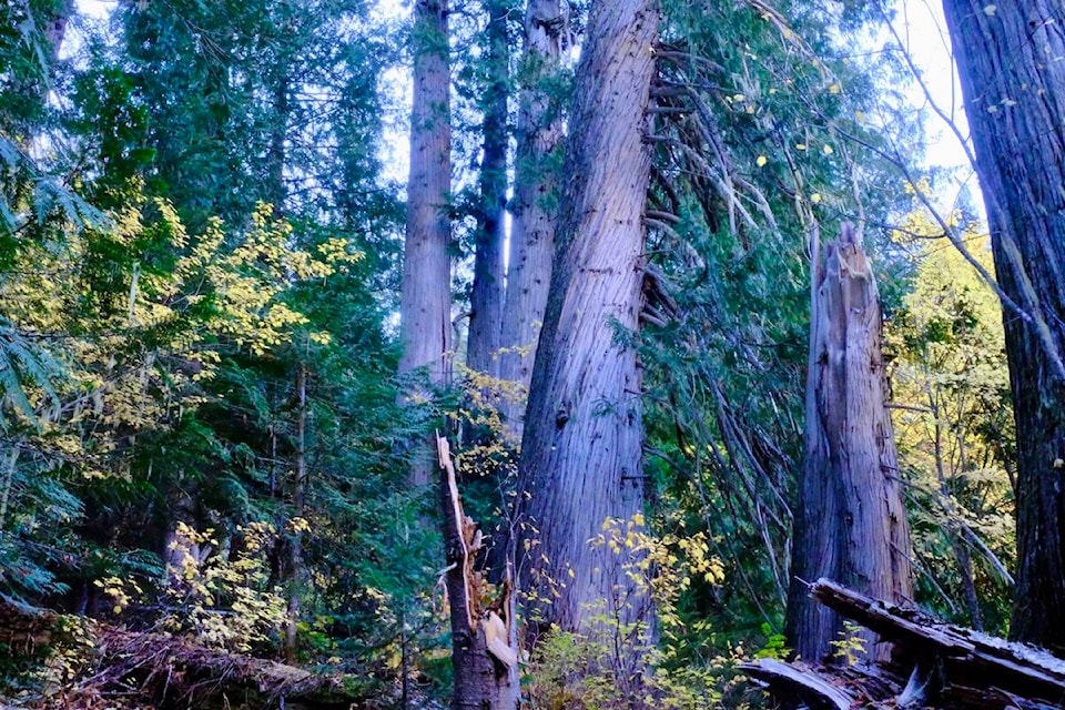 web1_230803-kws-oldgrowth-trees_1