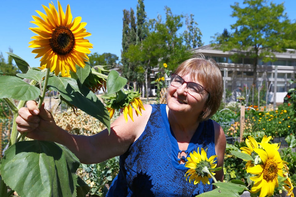 Barbara Sibbald, vice-president of the Colwood Garden Society, inspects one of her sunflowers Friday, Aug. 4 at the Colwood Community Garden. (Justin Samanski-Langille/News Staff) 