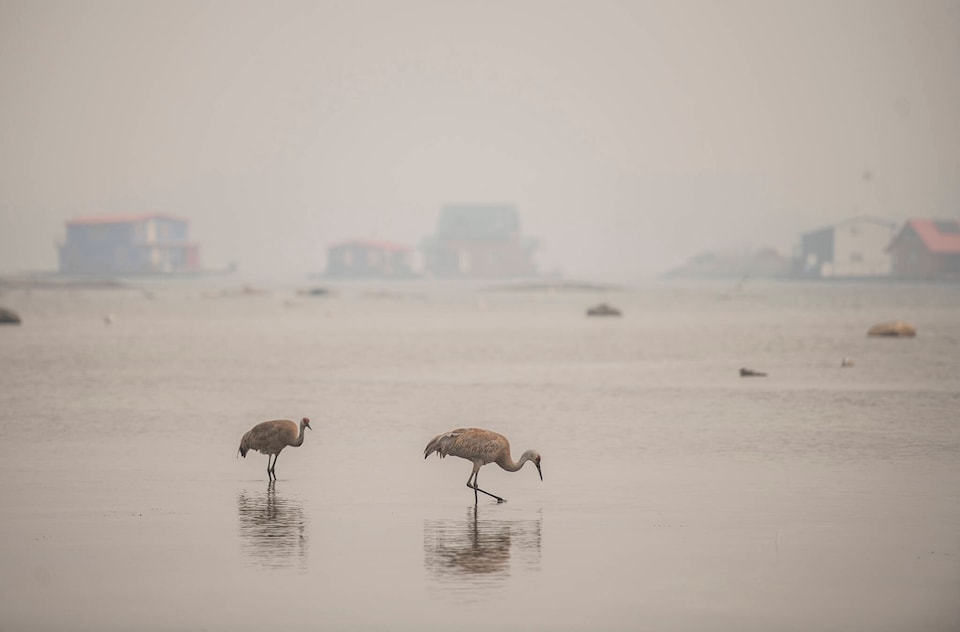 web1_230816-cpw-wildfires-yellowknife-cranes_1