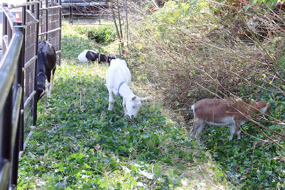 web1_230816-nbu-ladysmith-goatscaping-1_1